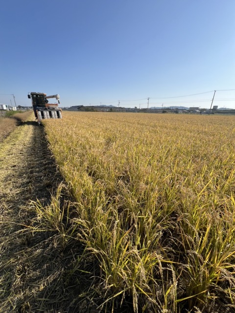 再生二期作に一工夫 オルガミンで草丈不足解消